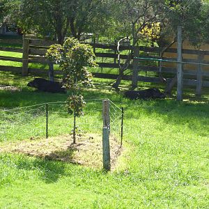 Brazilian Tapirs