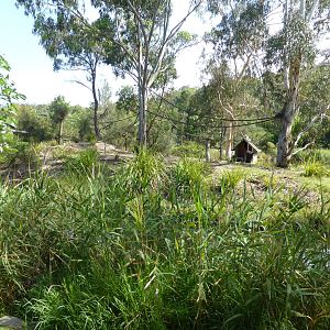 Ring-tailed Lemur island