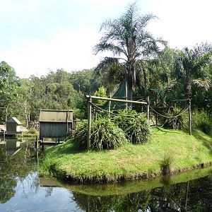 Ring-tailed Lemur island