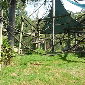 Ring-tailed Lemur island