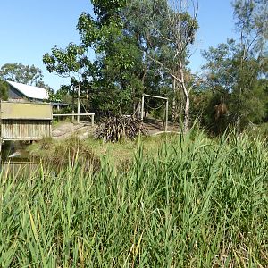 Black and White Ruffed Lemur island