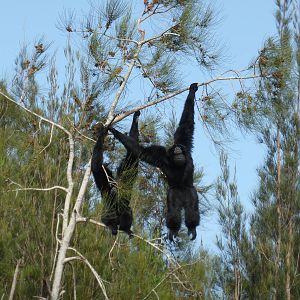 Siamangs