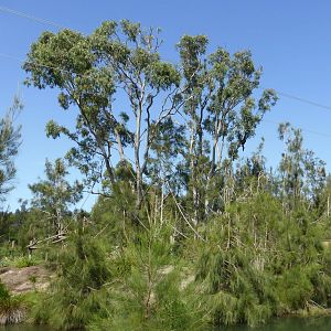 Second Siamang island