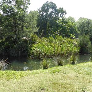Black and White Ruffed Lemur island