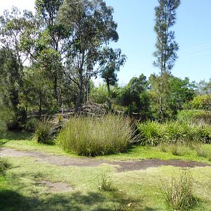 First Ring-tailed Lemur island