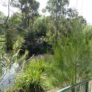 First Ring-tailed Lemur island
