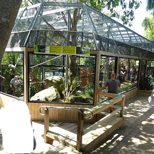 Silvery Gibbon exhibit