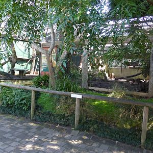 Black-capped Capuchin exhibit