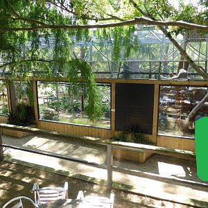 Silvery Gibbon exhibit