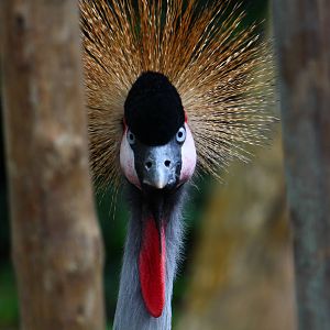 Wetlands - Grey Crowned Crane