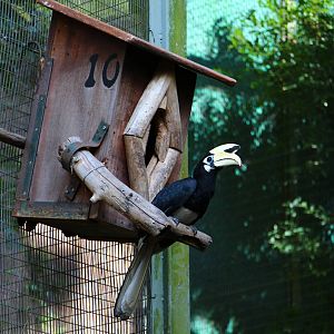 Free-ranging Oriental Pied Hornbill