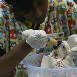 Breeding and Research Centre