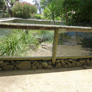 Lace Monitor exhibit