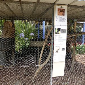 Parrot aviary