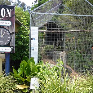 Cockatoo aviary