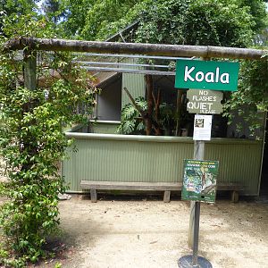 Koala exhibit