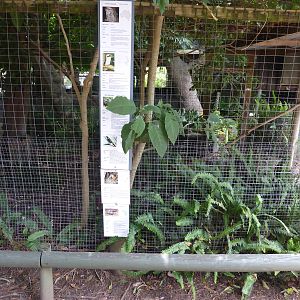 Frogmouth aviary