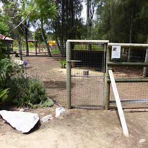 Tammar Wallaby exhibit