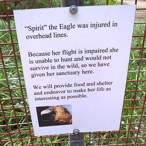 Eagle sign