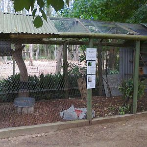 Eclectus Parrot aviary