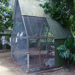 Cockatoo aviary