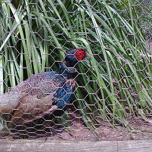 Green Ring-necked Pheasant