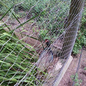Green Ring-necked Pheasant