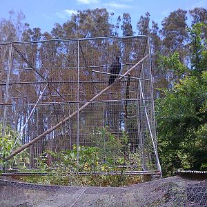 Eagle aviary