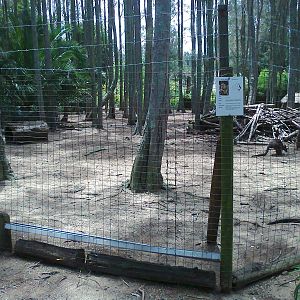 Swamp Wallaby yard