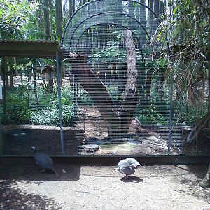 Galah aviary