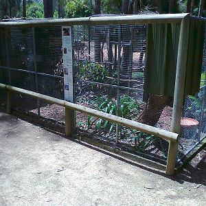 Cockatiel aviary