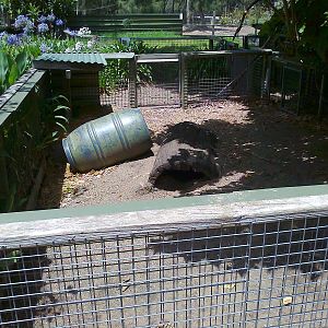 Wombat pen