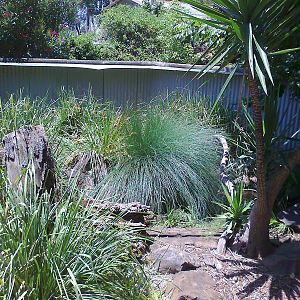 Lace Monitor exhibit