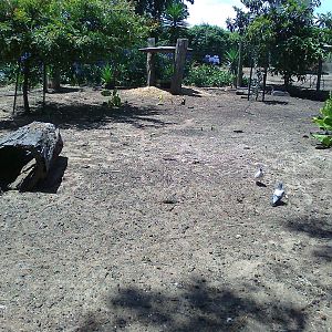 Agile Wallaby exhibit