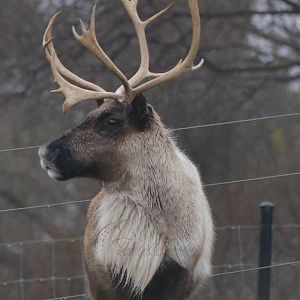 European Reindeer