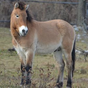 Przewalski?s Horse