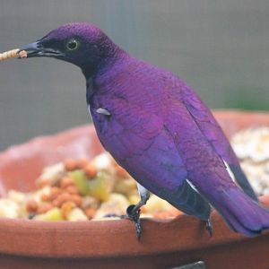 Violet-backed starling male