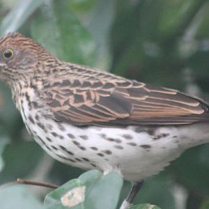 Violet-backed starling female