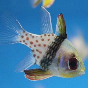 Pyjama cardinalfish