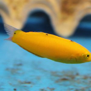 Canary wrasse