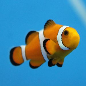 Clown fish