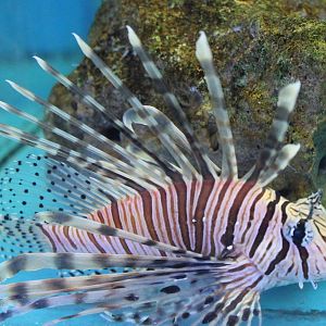 Lion fish