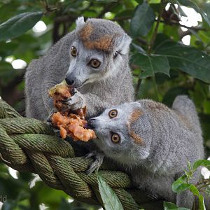 Crowned lemurs : Howletts : 16 Oct 2014
