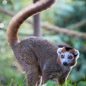 Crowned lemur : Howletts : 16 Oct 2014