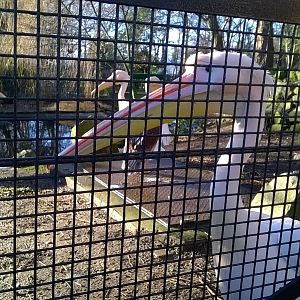 Eastern white pelican