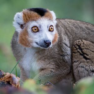 Crowned lemur : Howletts : 16 Oct 2014