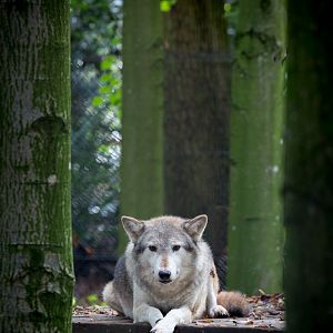 Grey wolf : Cotswold WP : 25 Oct 2014