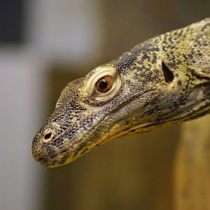 Varanus komodoensis