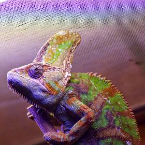 Chamaeleo calyptratus