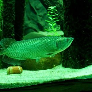 Scleropages jardinii